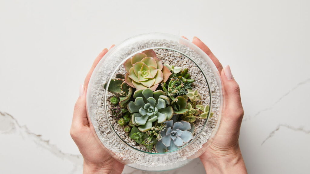 As 3 melhores plantas para aumentar o bem-estar no trabalho