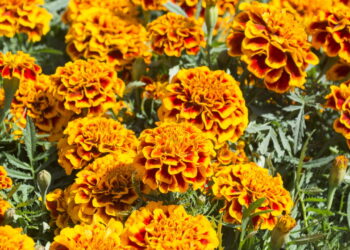 Essa planta protege a horta contra insetos indesejados