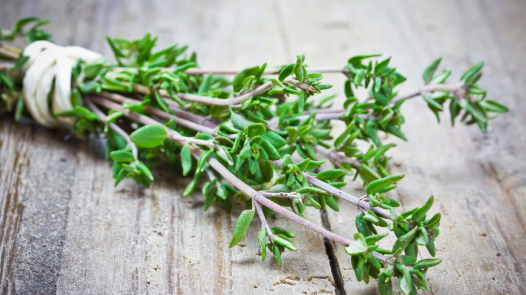As 4 plantas repelentes que protegem seu jardim de caracóis