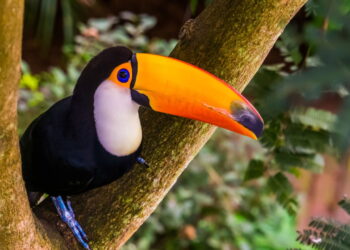 As 6 melhores plantas para atrair pássaros no seu quintal