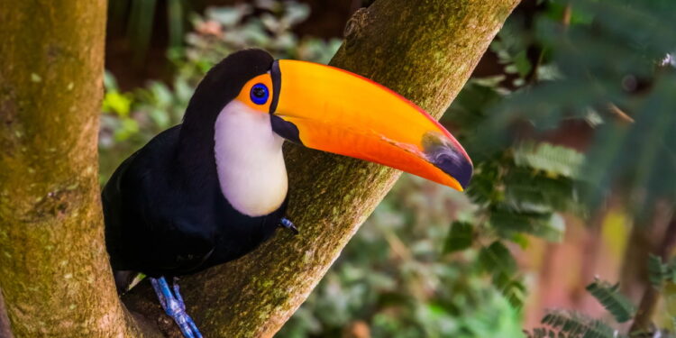 As 6 melhores plantas para atrair pássaros no seu quintal