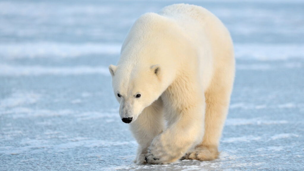 Explorador conta como usou uma panela para se defender de um urso polar