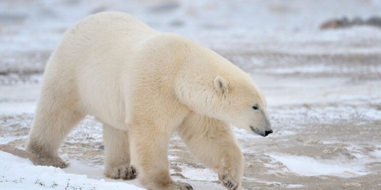 Explorador conta como usou uma panela para se defender de um urso polar