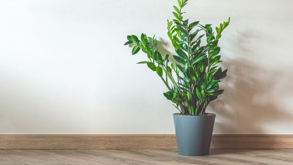 As plantas fáceis de cuidar que crescem bonitas sem precisar de poda