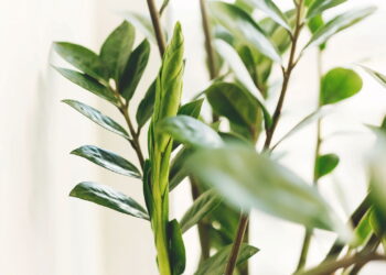 As 3 plantas que crescem e se adaptam rapidamente