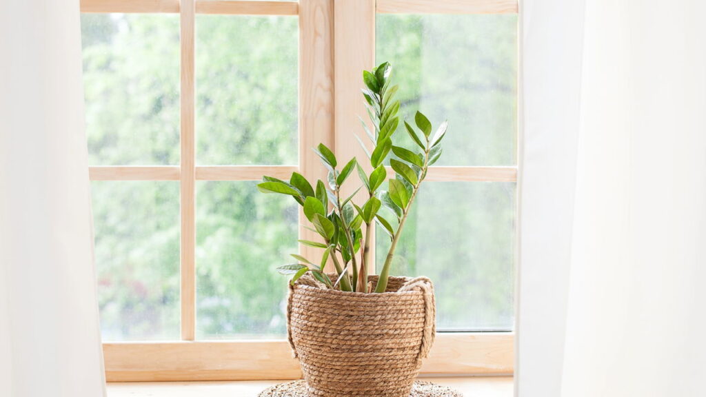 As 4 plantas resistentes para quem começa a cultivar