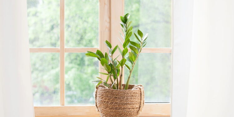 As plantas minimalistas que viraram tendência em escritórios