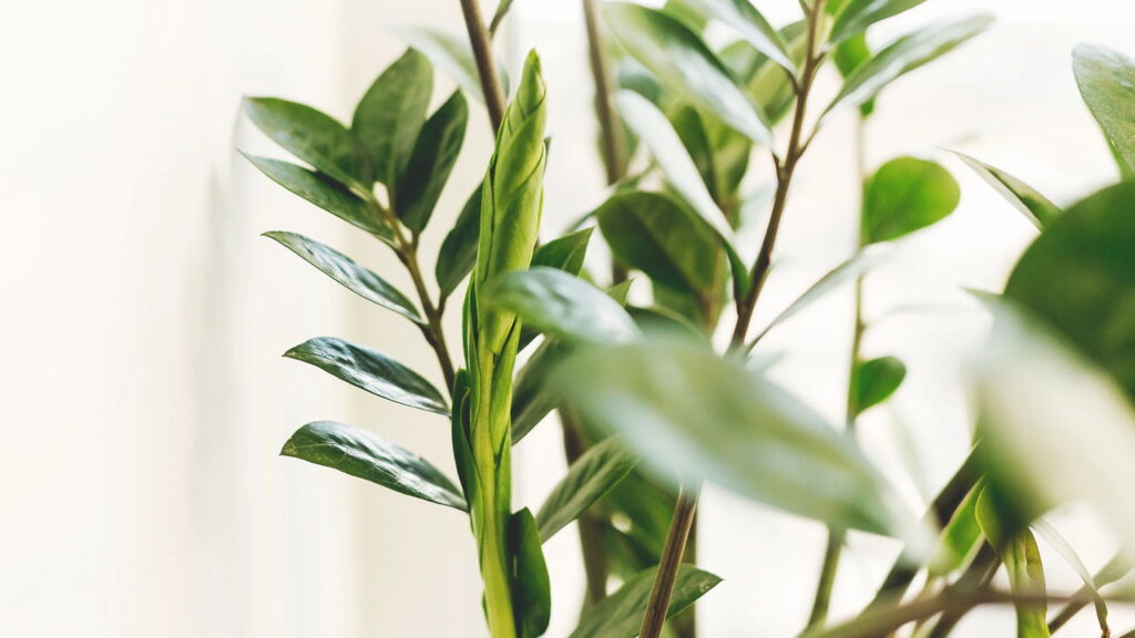 Veja sua casa ganhar vida com essas plantas que crescem sem sol