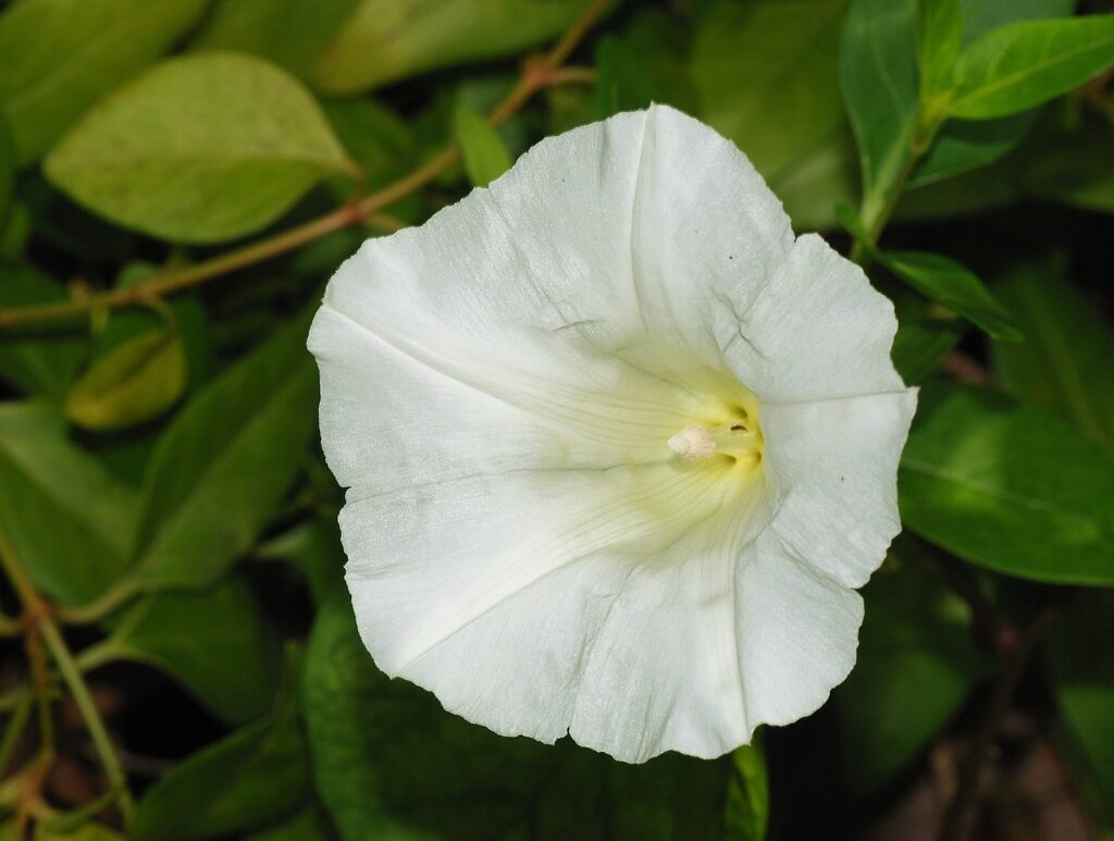 Planta invasora com cara de flor pode ser um perigo escondido no jardim