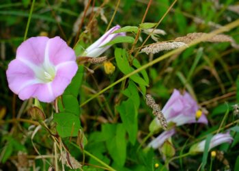 Planta invasora com cara de flor pode ser um perigo escondido no jardim