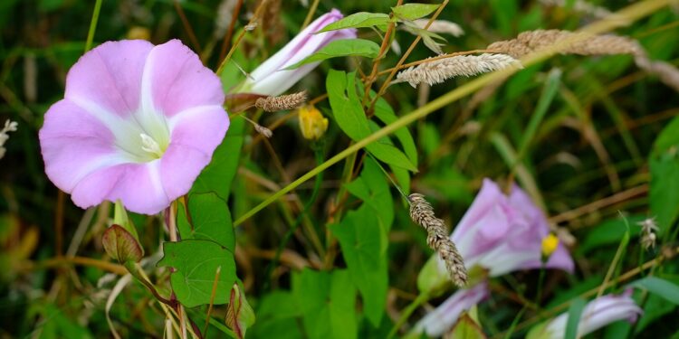 Planta invasora com cara de flor pode ser um perigo escondido no jardim