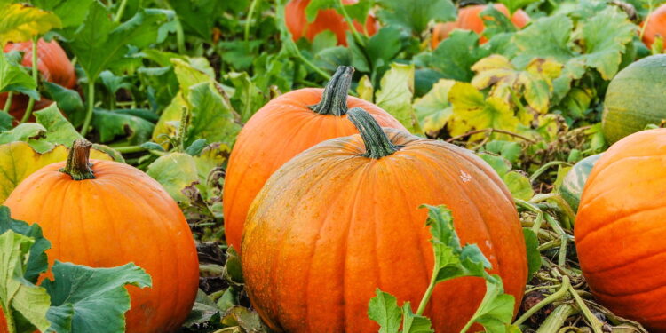 Fruta versátil na culinária desperta curiosidade no cultivo domestico