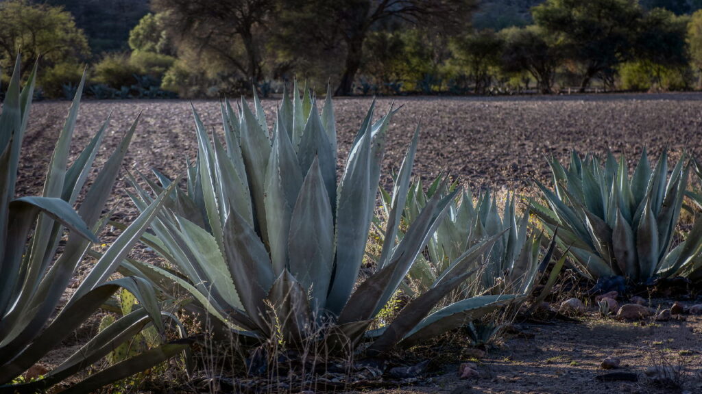 Estrutura rosetada que acumula umidade e favorece micro-habitats