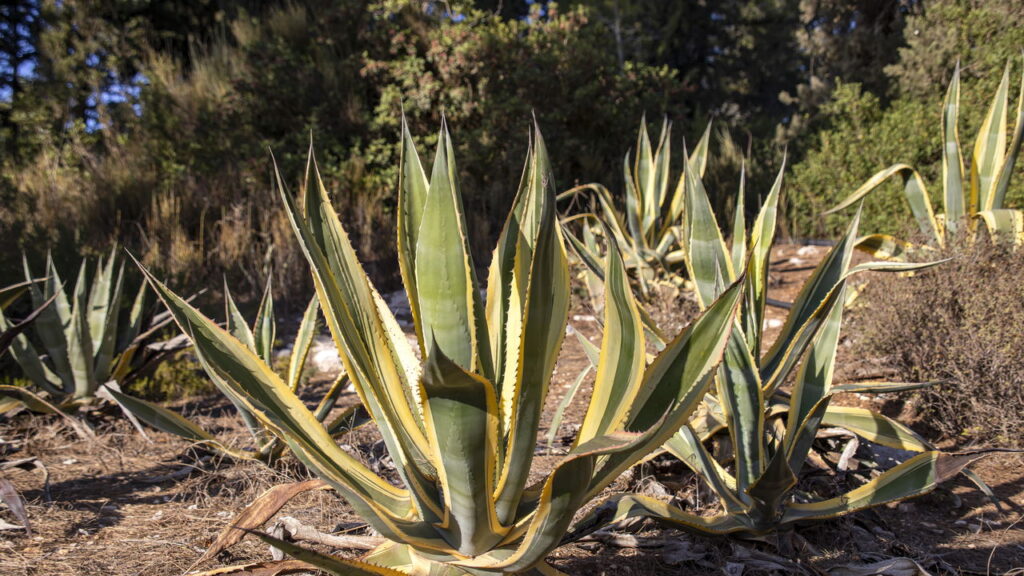 As 3 plantas ideais para ambientes externos e expostos ao sol