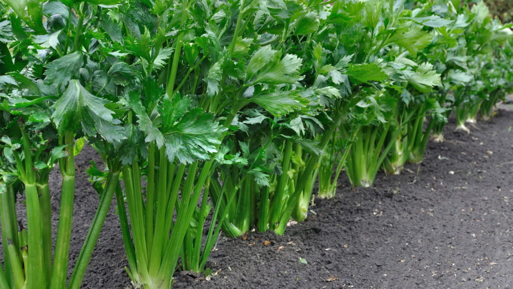 Planta com sabor refrescante e textura crocante é muito simples de se cultivar