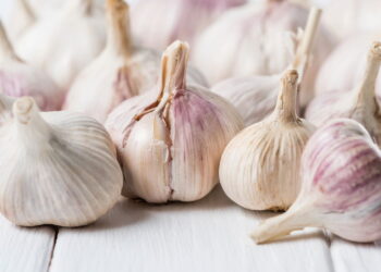 Planta muito valorizada na culinária mundial é indispensável em hortas caseiras