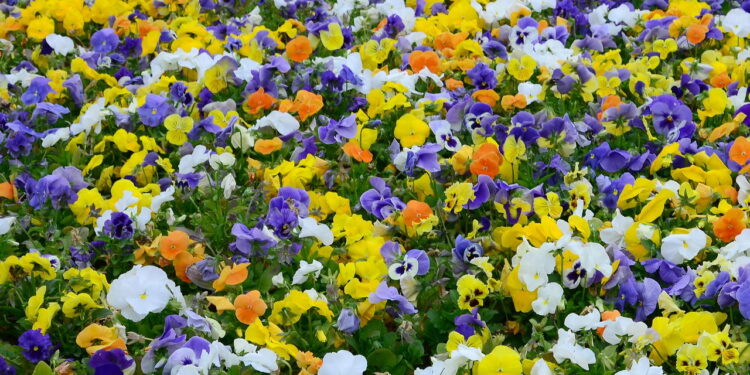 Plantas que florescem no inverno e deixam o jardim vivo o ano todo