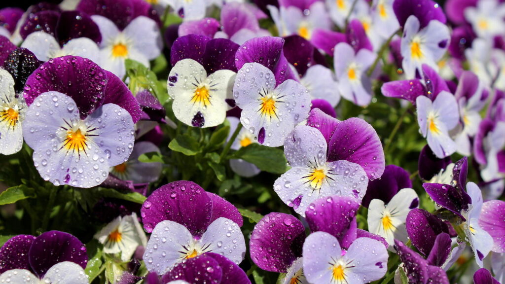 As 3 plantas que florescem muito melhor quando o frio chega