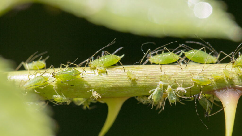 5 plantas para o seu jardim para um controle de pragas natural