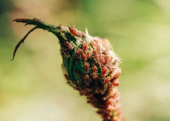 Essas plantas simples afastam pulgões do seu jardim