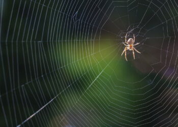 As duas plantas que deixam sua casa livre de aranhas