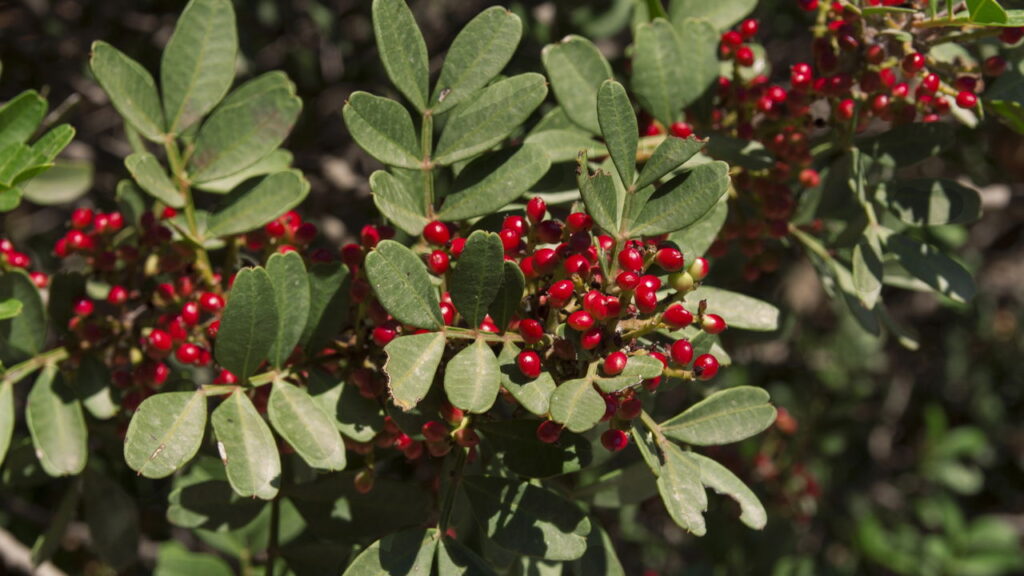 Três plantas que repelem mariposas de roupas e tecidos