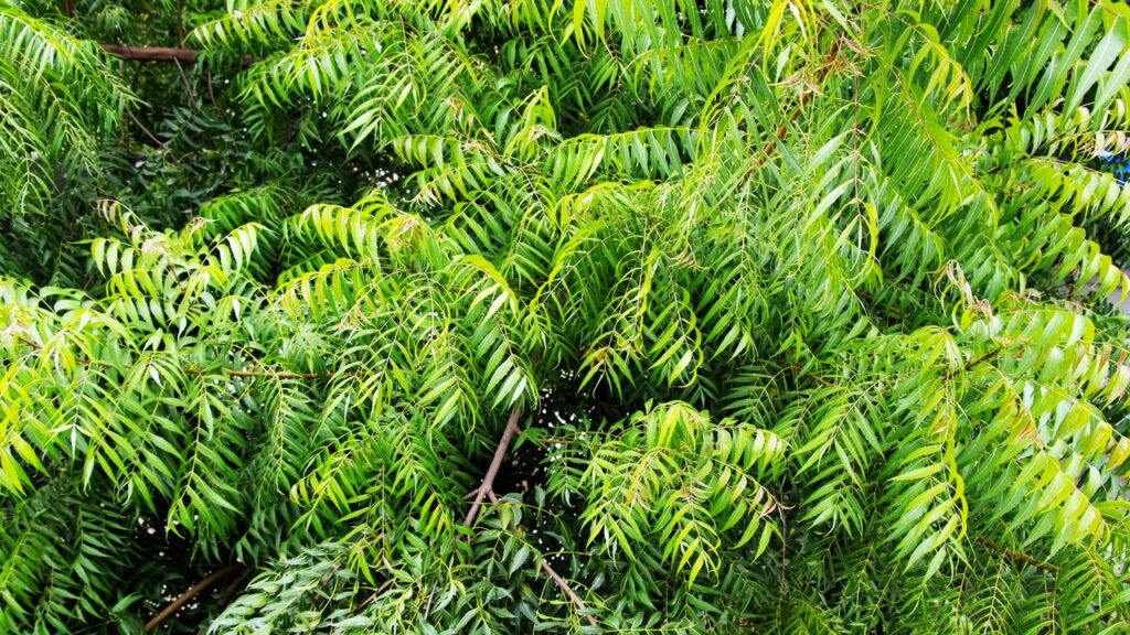 As melhores 3 plantas para afastar o inseto da doença do sono