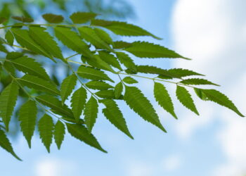 A planta usada há séculos que pode tratar inflamações e diabetes