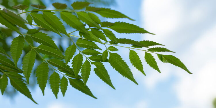 A planta usada há séculos que pode tratar inflamações e diabetes