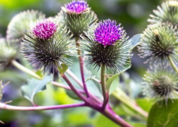 Erva beneficia a saúde e a versatilidade além de ser rápida e prática de ter em casa!