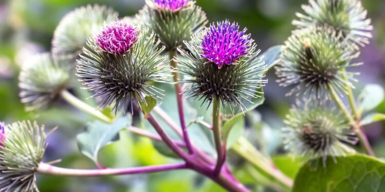 Erva beneficia a saúde e a versatilidade além de ser rápida e prática de ter em casa!