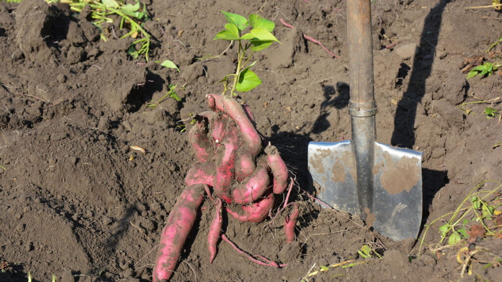 Plante batata-doce no seu quintal e obtenha tubérculos nutritivos o ano inteiro