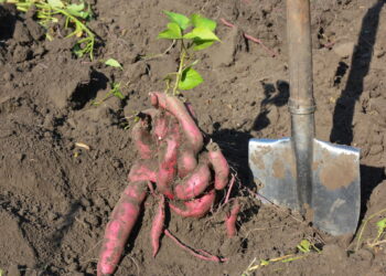 Plante batata-doce no seu quintal e obtenha tubérculos nutritivos o ano inteiro
