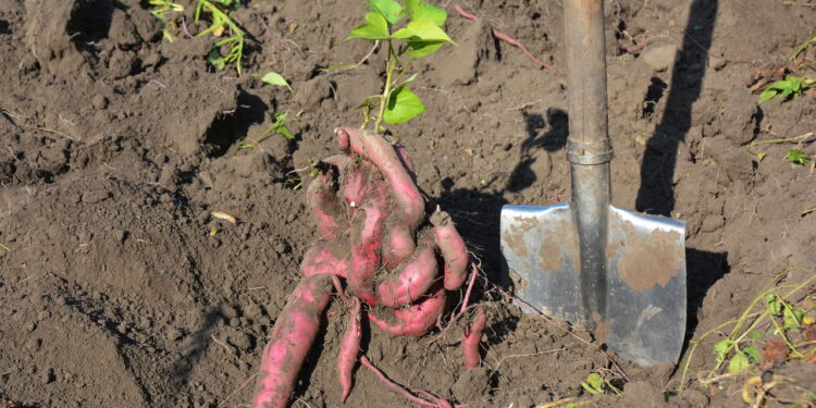 Plante batata-doce no seu quintal e obtenha tubérculos nutritivos o ano inteiro