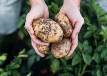 Planta além de versátil na cozinha é muito adaptável em diferentes tipos de cultivo
