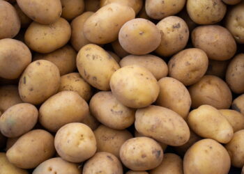 Como plantar batata em recipientes pequenos e obter colheitas fartas o ano inteiro