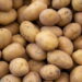 Como plantar batata em recipientes pequenos e obter colheitas fartas o ano inteiro