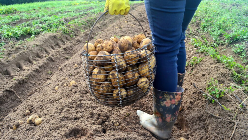 Planta além de versátil na cozinha é muito adaptável em diferentes tipos de cultivo