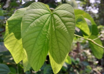 As propriedades curativas do mororó ajudam com problemas respiratórios