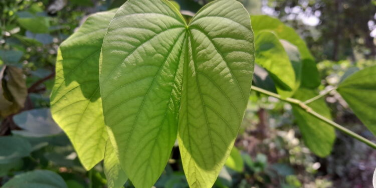 As propriedades curativas do mororó ajudam com problemas respiratórios