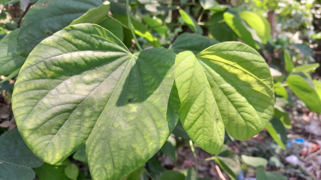 As propriedades curativas do mororó ajudam com problemas respiratórios