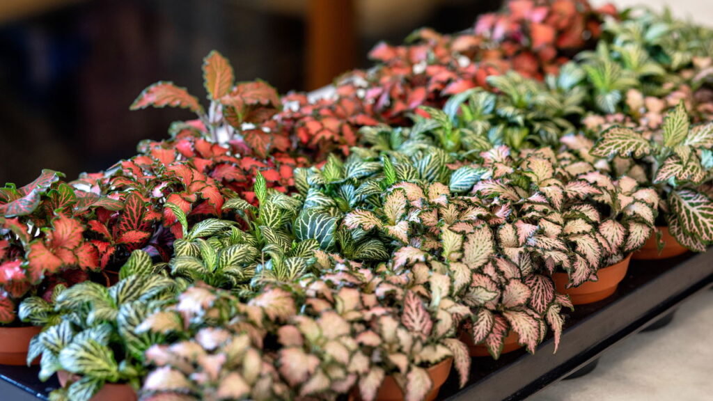 As 2 plantas raras que transformam seu jardim sem gastar muito