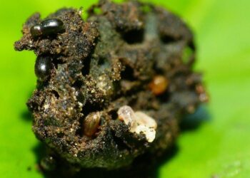 Como mandar pra longe a broca-do-café do seu jardim