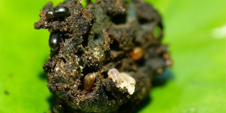 Como mandar pra longe a broca-do-café do seu jardim