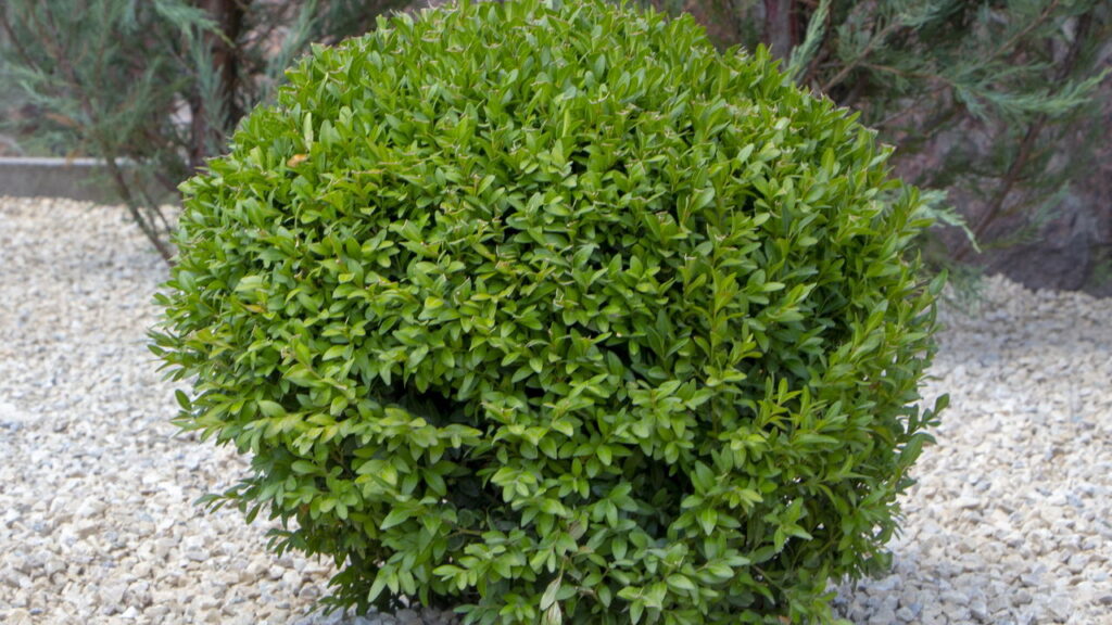 Conheça as plantas mais elegantes para ter seu jardim sempre fresco e saudável