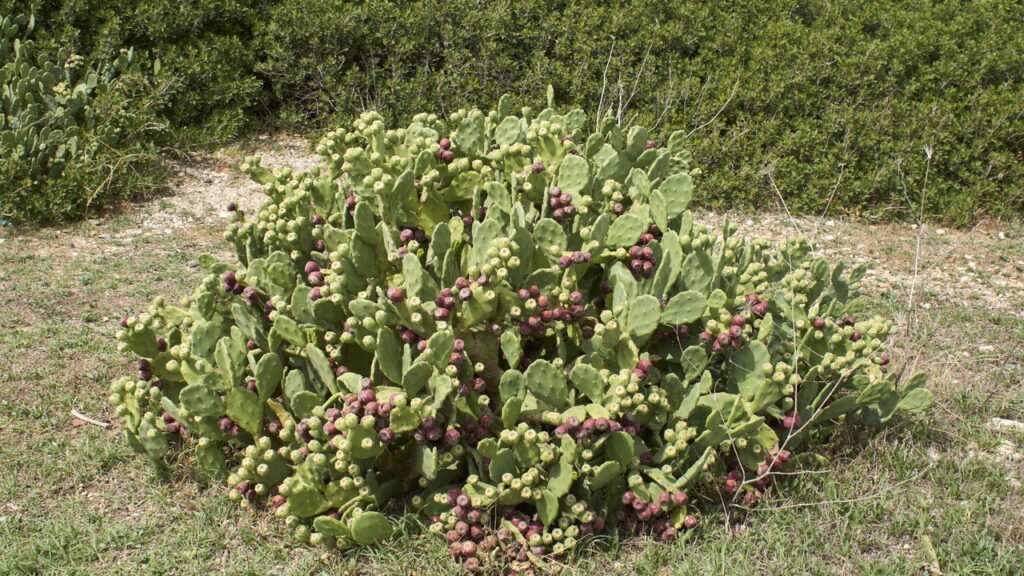 As 3 plantas que adoram ambientes ensolarados e crescem rápido