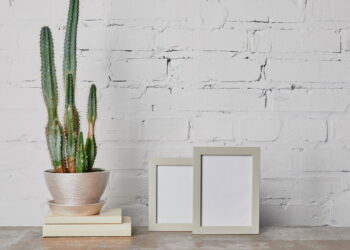 Planta adaptável a condições áridas é fácil de cultivar e você talvez nem saiba!