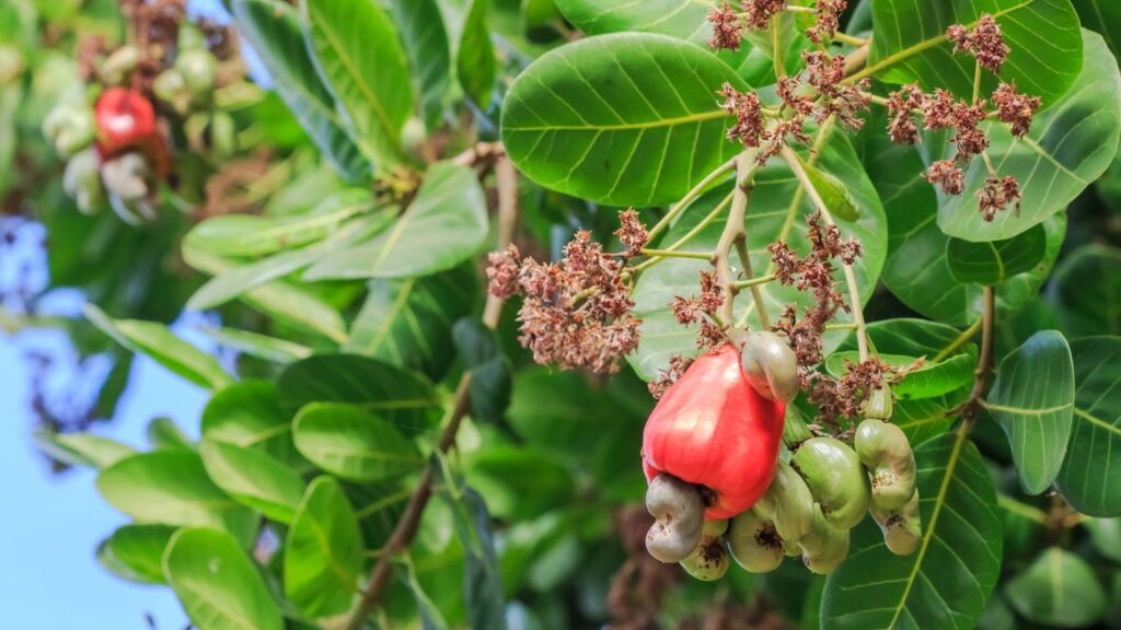 Guia completo para cultivar cajus em casa com cuidados básicos