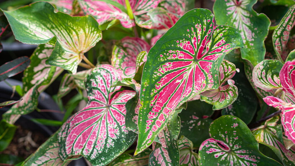 As 3 plantas que surpreendem com flores e folhagens inesperadas