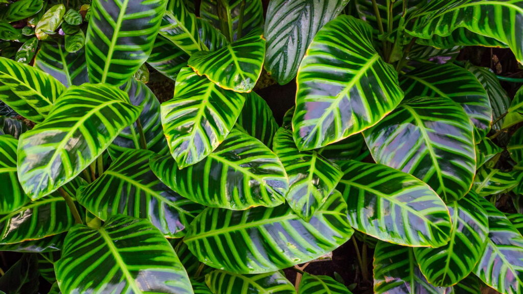 5 plantas elegantes e de baixa manutenção para ter em seu escritório